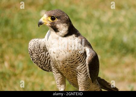 Falco pellegrino Foto Stock