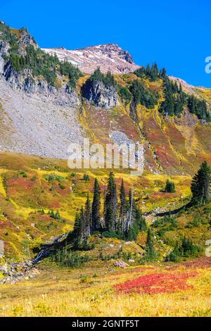 Colori autunnali sulle pendici del Monte Rainier. Gli abeti combattono per la sopravvivenza nella terra vulcanica ad alta quota Foto Stock