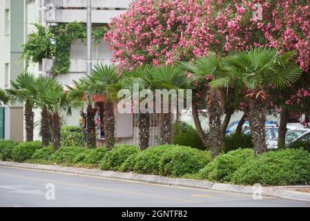 Le palme del mulino a vento crescono lungo la strada in una città europea. Foto Stock