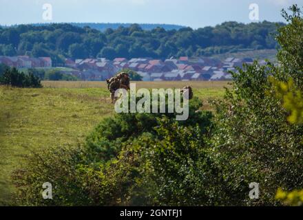 Esercito britannico GCC soldati di fanteria su una scheda di prova di addestramento di combattimento 4km che trasporta 40kg attraverso Salisbury Plain Wiltshire Regno Unito Foto Stock