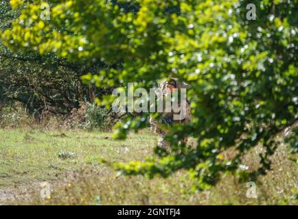 Esercito britannico GCC soldati di fanteria su una scheda di 4km che trasportano 40kg attraverso Salisbury Plain Wiltshire Regno Unito Foto Stock