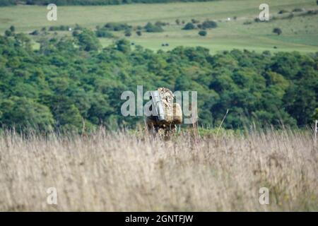 Esercito britannico GCC soldati di fanteria su una scheda di prova di addestramento di combattimento 4km che trasporta 40kg attraverso Salisbury Plain Wiltshire Regno Unito Foto Stock