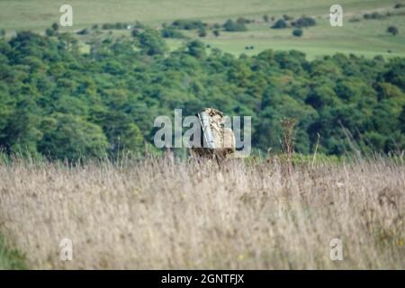 Esercito britannico GCC soldati di fanteria su una scheda di prova di addestramento di combattimento 4km che trasporta 40kg attraverso Salisbury Plain Wiltshire Regno Unito Foto Stock
