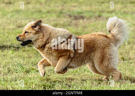 Cane mascrattiff tibetano che corre in e insegue lure di corso sul campo Foto Stock