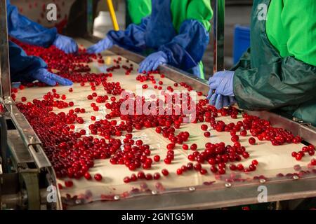 Smistamento manuale delle ciliegie fresche sul trasportatore. Mani del lavoratore in uniforme e guanti. Foto Stock