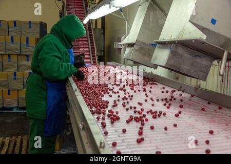 Smistamento manuale delle ciliegie congelate sul trasportatore. Lavoratore in una calda uniforme nel negozio di gelatura bacche. Foto Stock