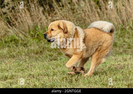 Cane mascrattiff tibetano che corre in e insegue lure di corso sul campo Foto Stock