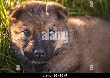 cuccioli senzatetto cane siede nell'erba Foto Stock