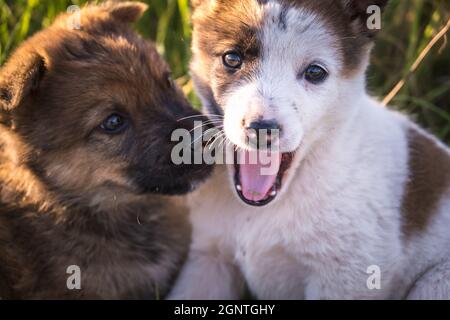 due cuccioli senzatetto si siedono insieme nell'erba Foto Stock