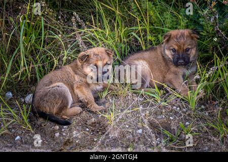 due cuccioli senzatetto si siedono insieme nell'erba Foto Stock