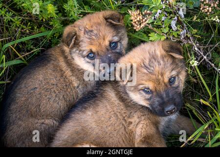 due cuccioli senzatetto si siedono insieme nell'erba Foto Stock