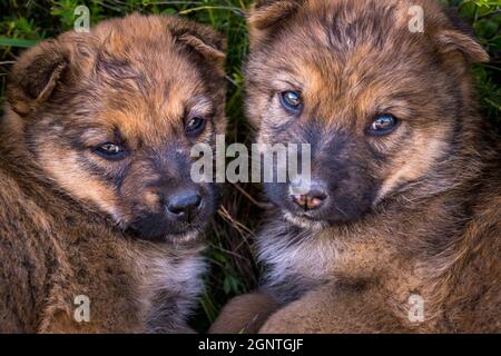 tre cani senza tetto cuccioli giocano insieme sulla strada di ghiaia Foto Stock