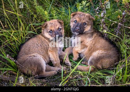 due cuccioli senzatetto si siedono insieme nell'erba Foto Stock