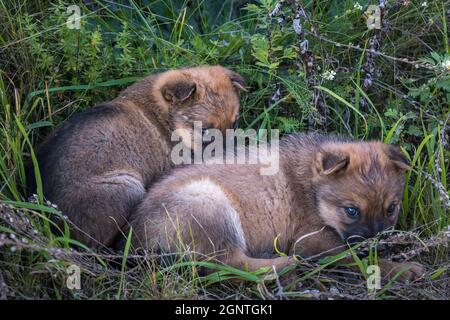 due cuccioli senzatetto si siedono insieme nell'erba Foto Stock