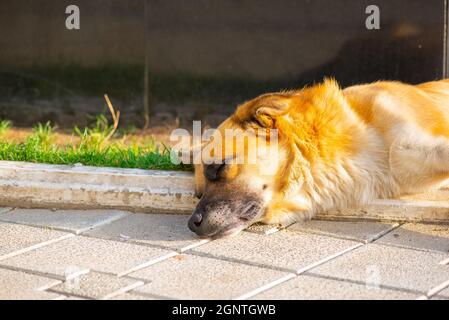 un cane zenzero è addormentato veloce sul marciapiede Foto Stock