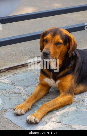 rosso-nero nobile e gentile cane bugie Foto Stock