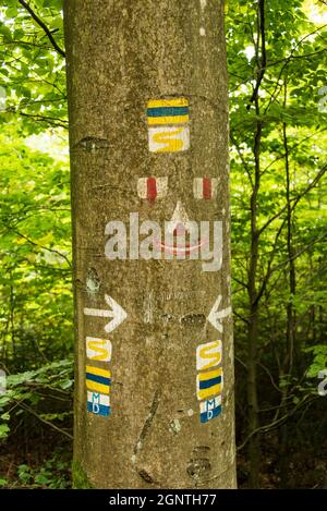 Volto divertente e segnaposto: Un albero a Goldsteig sentiero escursionistico a lunga distanza in Baviera utilizzato come un cartello per gli escursionisti Foto Stock