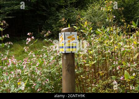 Sentiero Goldsteig in una foresta bavarese circondata da Impatiens glandulifera una specie invasiva Foto Stock