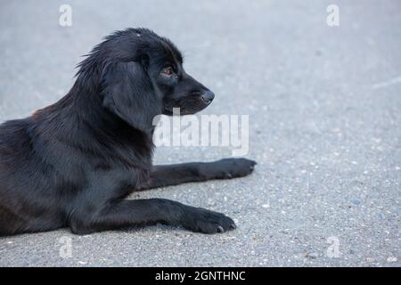 piccolo cucciolo nero che giace sul marciapiede Foto Stock