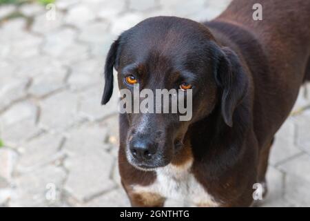 ritratto di un cane nero in georgia Foto Stock