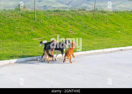 molti cani giocano insieme sulla strada Foto Stock