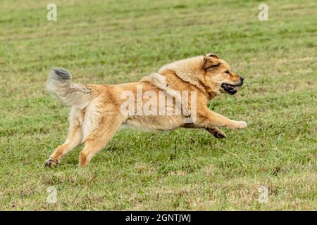 Cane mascrattiff tibetano che corre in e insegue lure di corso sul campo Foto Stock