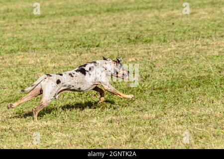 Catahoula leopardo cane che corre in e inseguono corso di richiamo sul campo Foto Stock