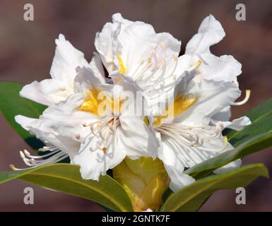 Bel fiore bianco di rododendro Foto Stock