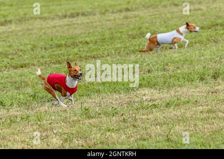 Due cani basenji che corrono in una giacca rossa e bianca sul campo di coursing Foto Stock