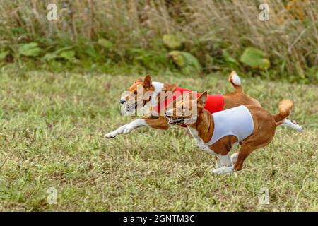 Due cani basenji che corrono in una giacca rossa e bianca sul campo di coursing Foto Stock