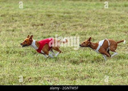 Due cani basenji che corrono in una giacca rossa e bianca sul campo di coursing Foto Stock