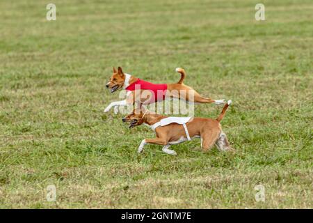 Due cani basenji che corrono in una giacca rossa e bianca sul campo di coursing Foto Stock