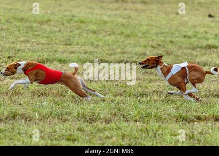 Due cani basenji che corrono in una giacca rossa e bianca sul campo di coursing Foto Stock