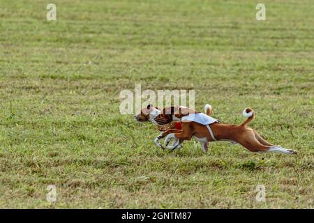 Due cani basenji che corrono in una giacca rossa e bianca sul campo di coursing Foto Stock