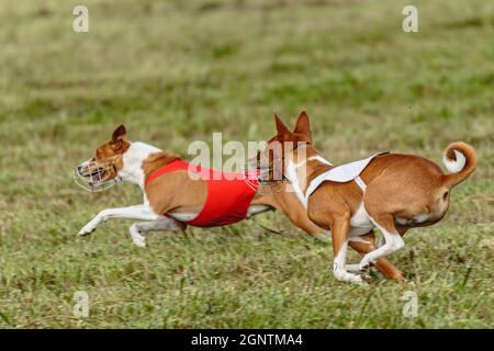 Due cani basenji che corrono in una giacca rossa e bianca sul campo di coursing Foto Stock