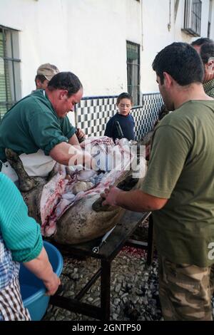 La Matanza: Un tradizionale macello di maiale spagnolo osservato nel villaggio di Alajar. Foto Stock