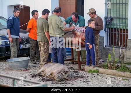 La Matanza: Un tradizionale macello di maiale spagnolo osservato nel villaggio di Alajar. Foto Stock