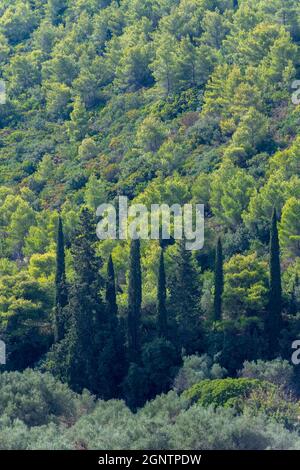 cipressi e boschi sull'isola greca ionica di zante o zante. Alberi in varie sfumature di verde. Foto Stock