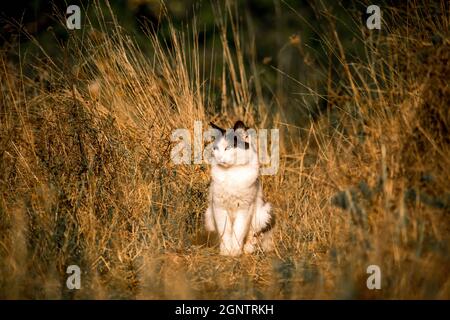 Lili il gatto camminante Foto Stock