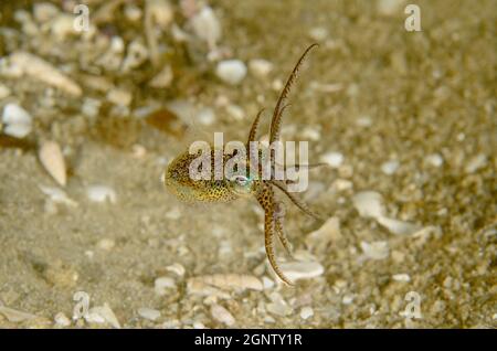 Southern Dumpling Squid, Euprymna tasmanica, a Kurnell, nuovo Galles del Sud, Australia. Profondità: M. Foto Stock