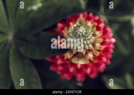 Germogli rosa di fiori di Dahlia coltivati in giardino Foto Stock