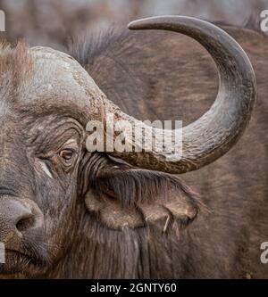 Un'immagine ravvicinata di un Buffalo Capo nel Parco Nazionale di Kruger, Sudafrica Foto Stock