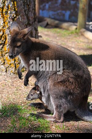 Vista di una madre australiana furry wallaby con un bambino joey nel suo sacchetto Foto Stock