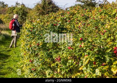 L’Øhavsstien, il sentiero segnalato dell’arcipelago, corre lungo dolci colline e sentieri morbidi sulla costa di Langeland, in Danimarca, passando accanto a una fitta siepe di rosa rugosa (Rosa rugosa) piena di bacche rosse – una pianta costiera naturalizzata dall’Asia orientale. La giornalista Angela Berg, con uno zaino rosso, passa accanto alla siepe durante la sua escursione. Foto Stock