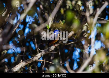 Azure Kingfishers arroccato su un ramo d'albero guardando sopra la laguna Foto Stock