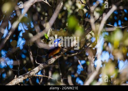 Azure Kingfishers arroccato su un ramo d'albero guardando sopra la laguna Foto Stock