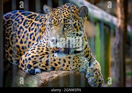 Un giaguaro (Panthera onca) si trova su un ceppo allo Zoo di Memphis, 8 settembre 2015, a Memphis, Tennessee. Foto Stock