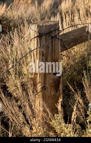 Palo e filo barbato nel campo di Brushy lungo il sentiero nel Black Canyon del Gunnison Foto Stock