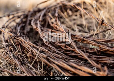 Bobina di Rusty vecchio filo intarsato in erba asciutta Foto Stock