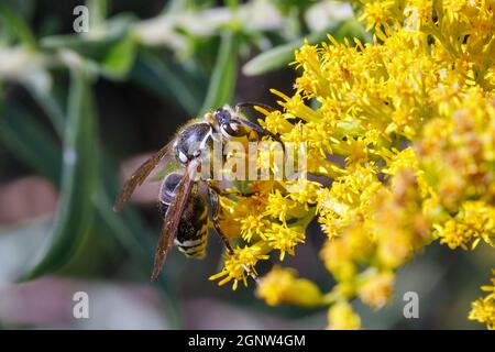 Calvo-fronted il cornetto (Dolichovespula macolato) foraging sui fiori del goldenrod in Iowa Foto Stock